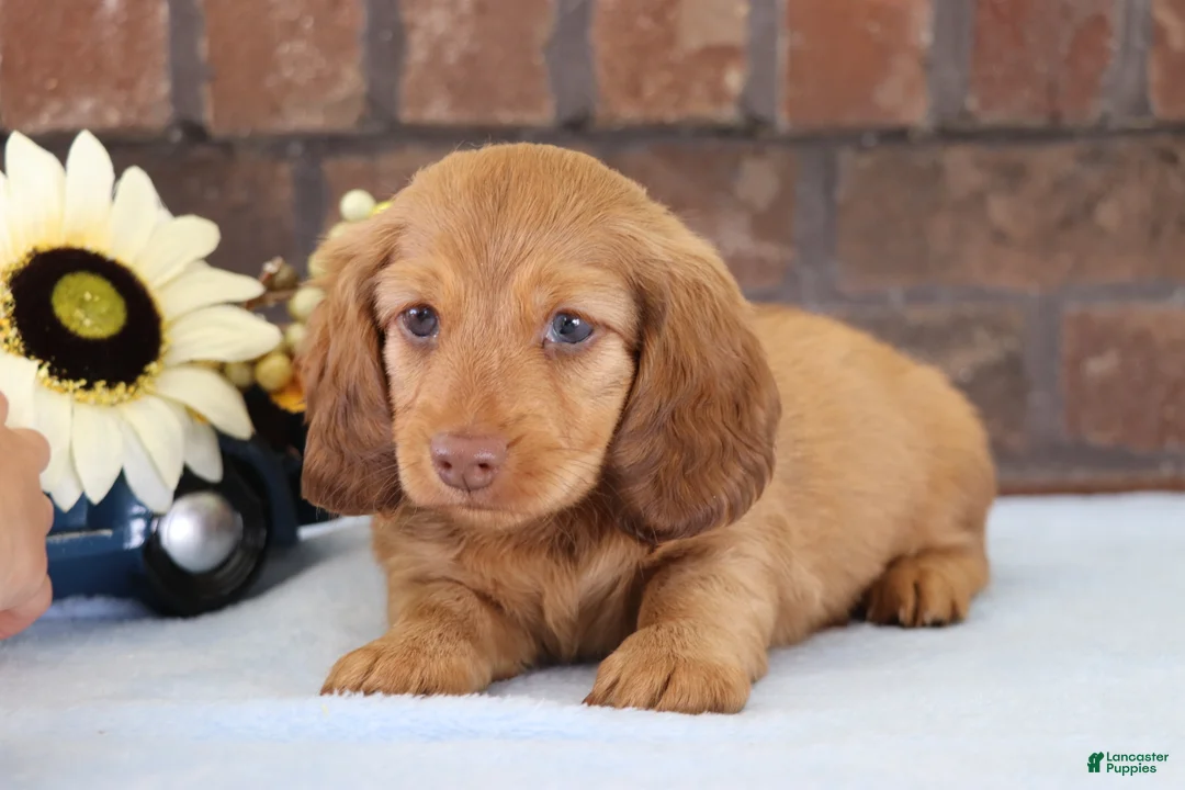Dachshund dogs for sale: Toro  - Ad 4