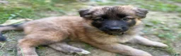 German Shepherd dogs for sale: Toes - Ad 5