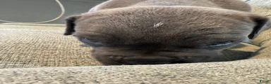 Cane Corso 3