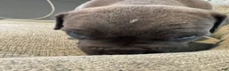 Cane Corso dogs for sale: Cane Corso 3 - Ad 1