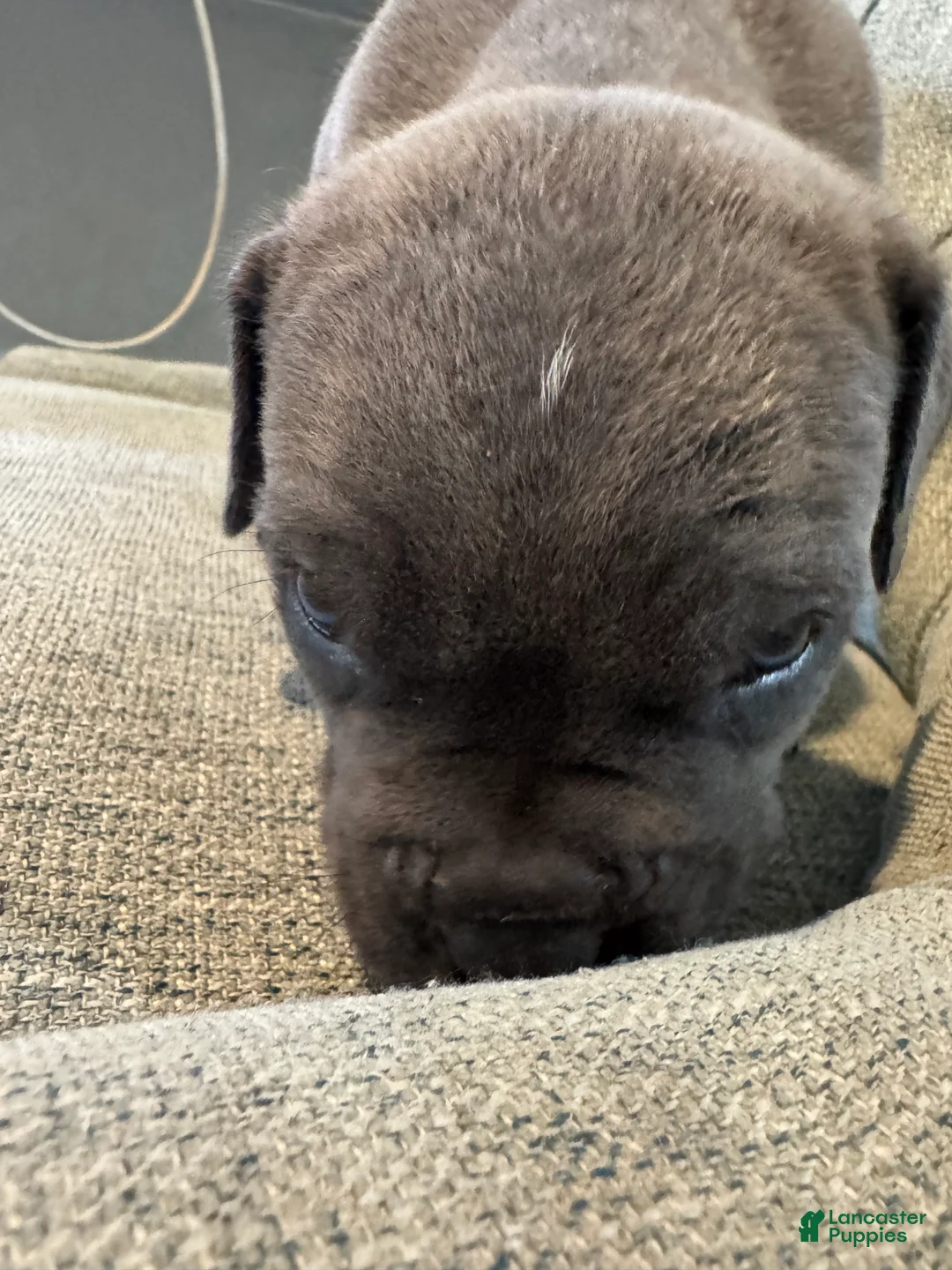Cane Corso dogs for sale: Cane Corso 3 - Ad 1