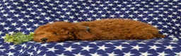 Miniature Poodle dogs for sale: Reilly - Ad 4