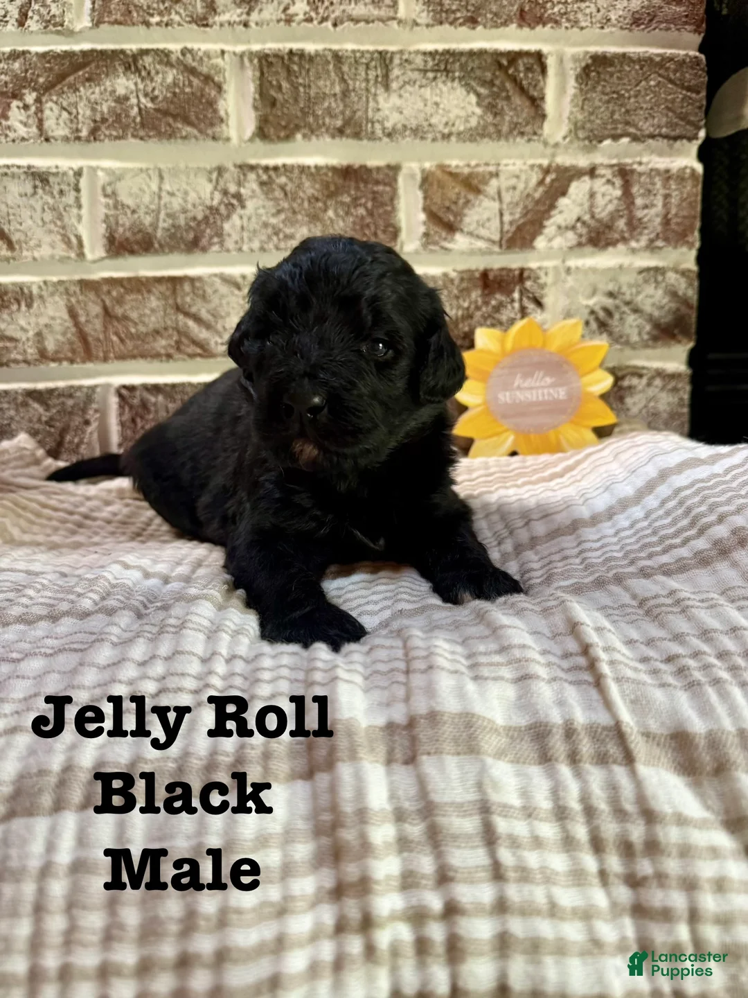 Bernedoodle dogs for sale: Jelly Roll - Ad 1