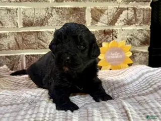 Bernedoodle dogs Jelly Roll - Ad 21