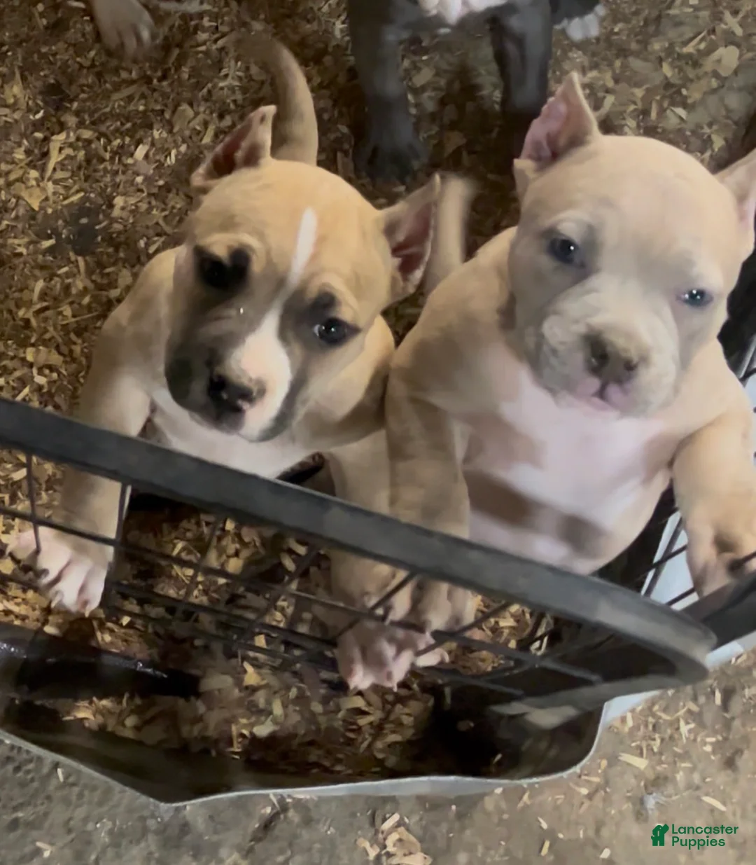 American Bully dogs for sale: American Bully Puppy 2 - Ad 1