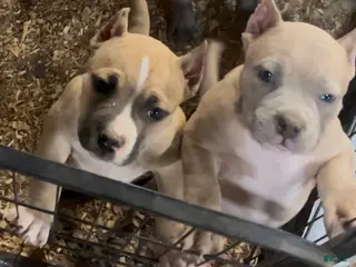 American Bully dogs for sale: American Bully Puppy 2 - Ad 1