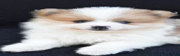 Pomeranian dogs for sale: Ollie - Ad 5
