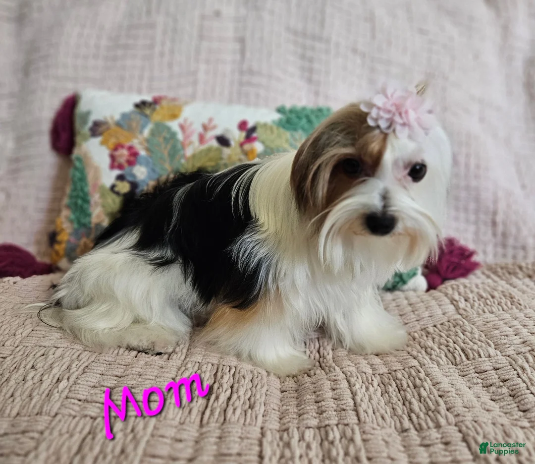 Yorkshire Terrier dogs for sale: Yorkshire Terrier 4 - Ad 2