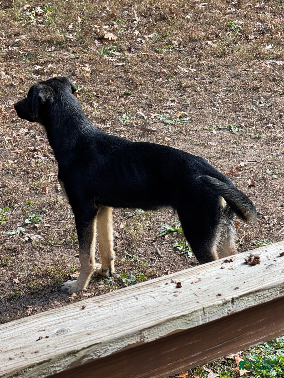 Mixed Breed dogs for sale: Britta - Ad 2