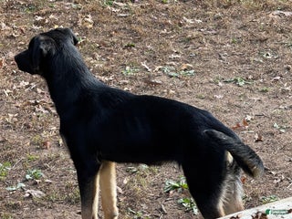 Mixed Breed dogs - Ad 2