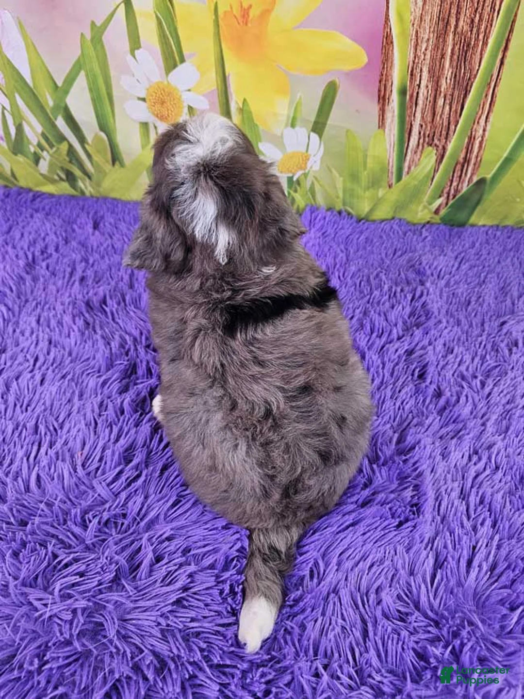 Mini Bernedoodle dogs for sale: Serenity - Ad 4