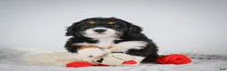Mini Bernedoodle dogs for sale: Sandy - Ad 12