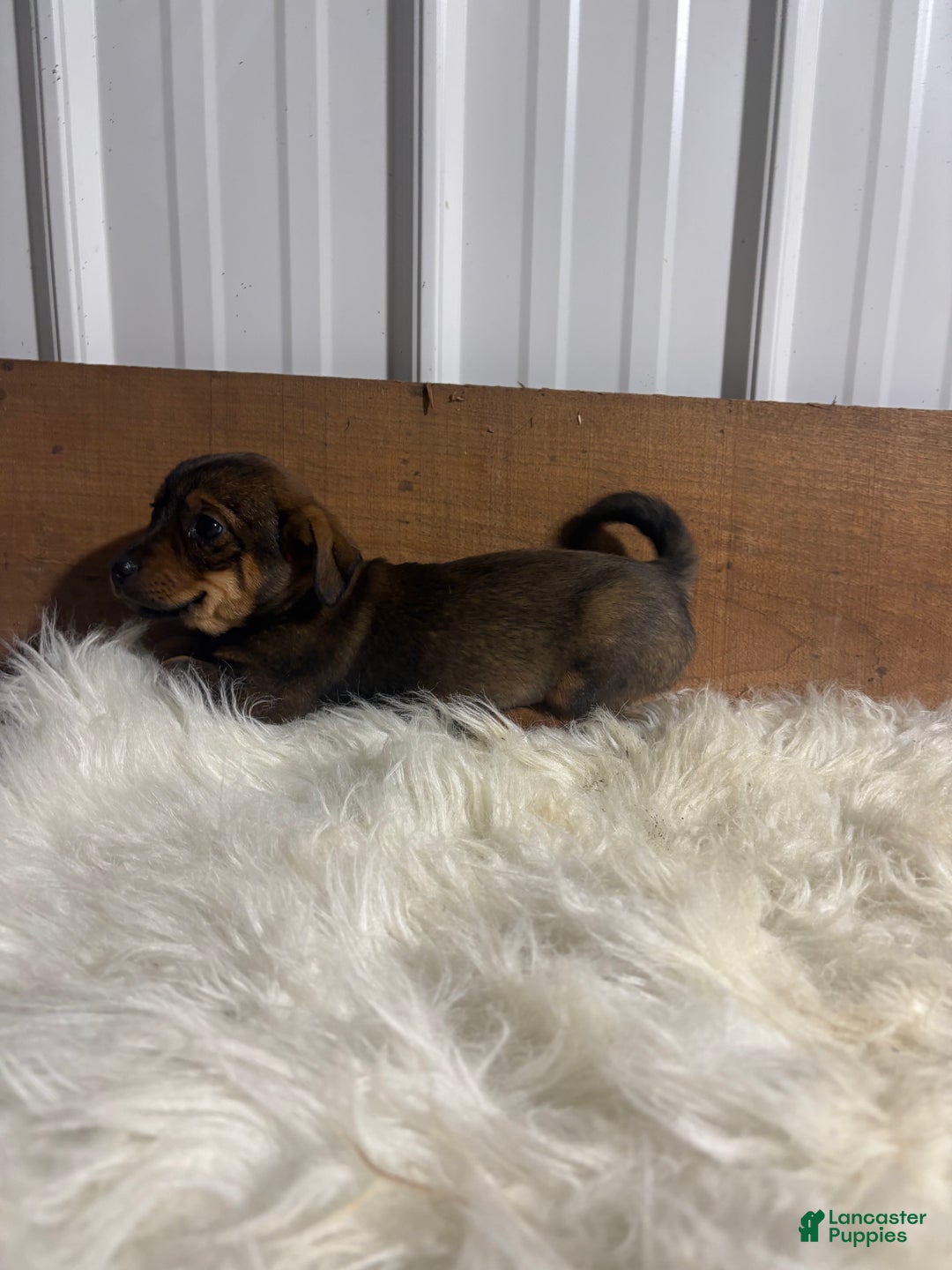 Mixed Breed dogs for sale: Mixed Breed Puppy 2 - Ad 3