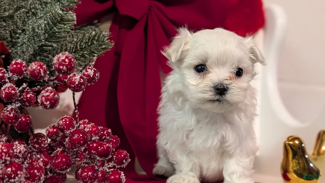 Maltese dogs for sale: Koko - Ad 5