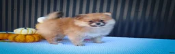 Pomeranian dogs for sale: Milly🩷  - Ad 12