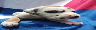 Great Dane - LIght Pink Collar - Fawnequin