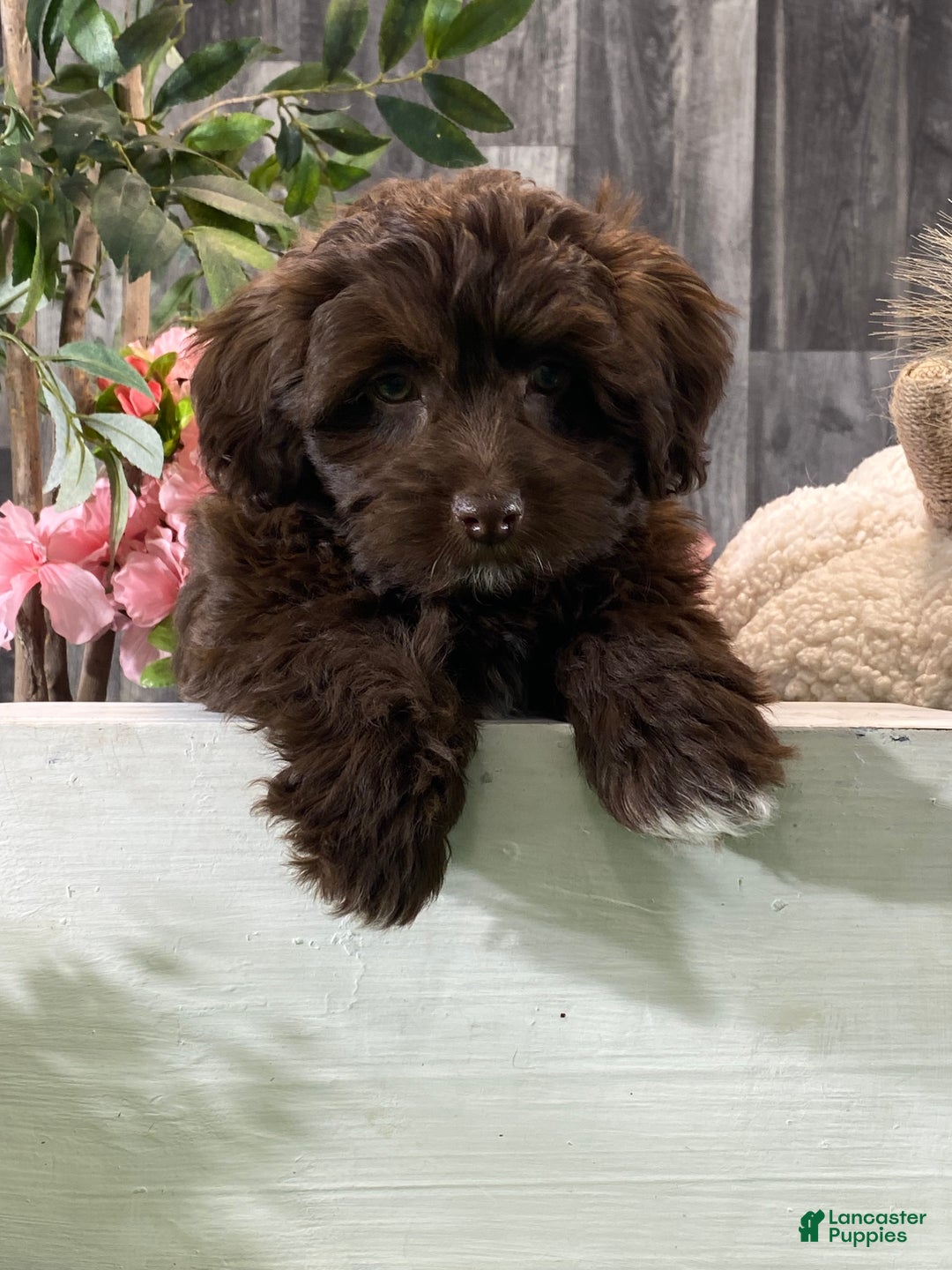 Havanese dogs for sale: Howie - Ad 4
