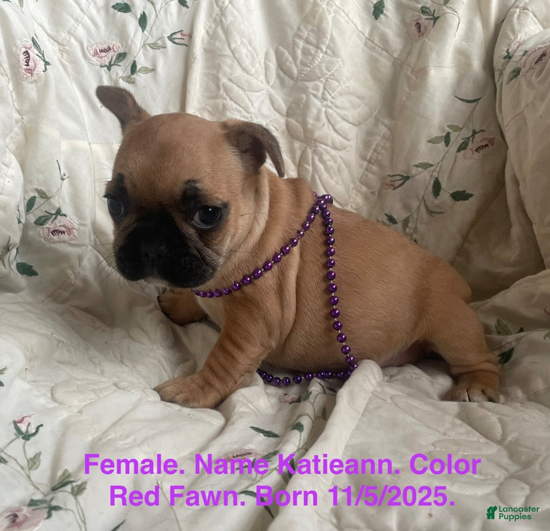 French Bulldog dogs for sale: Katieann - Ad 1