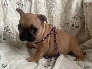 French Bulldog dogs Katieann - Ad 36
