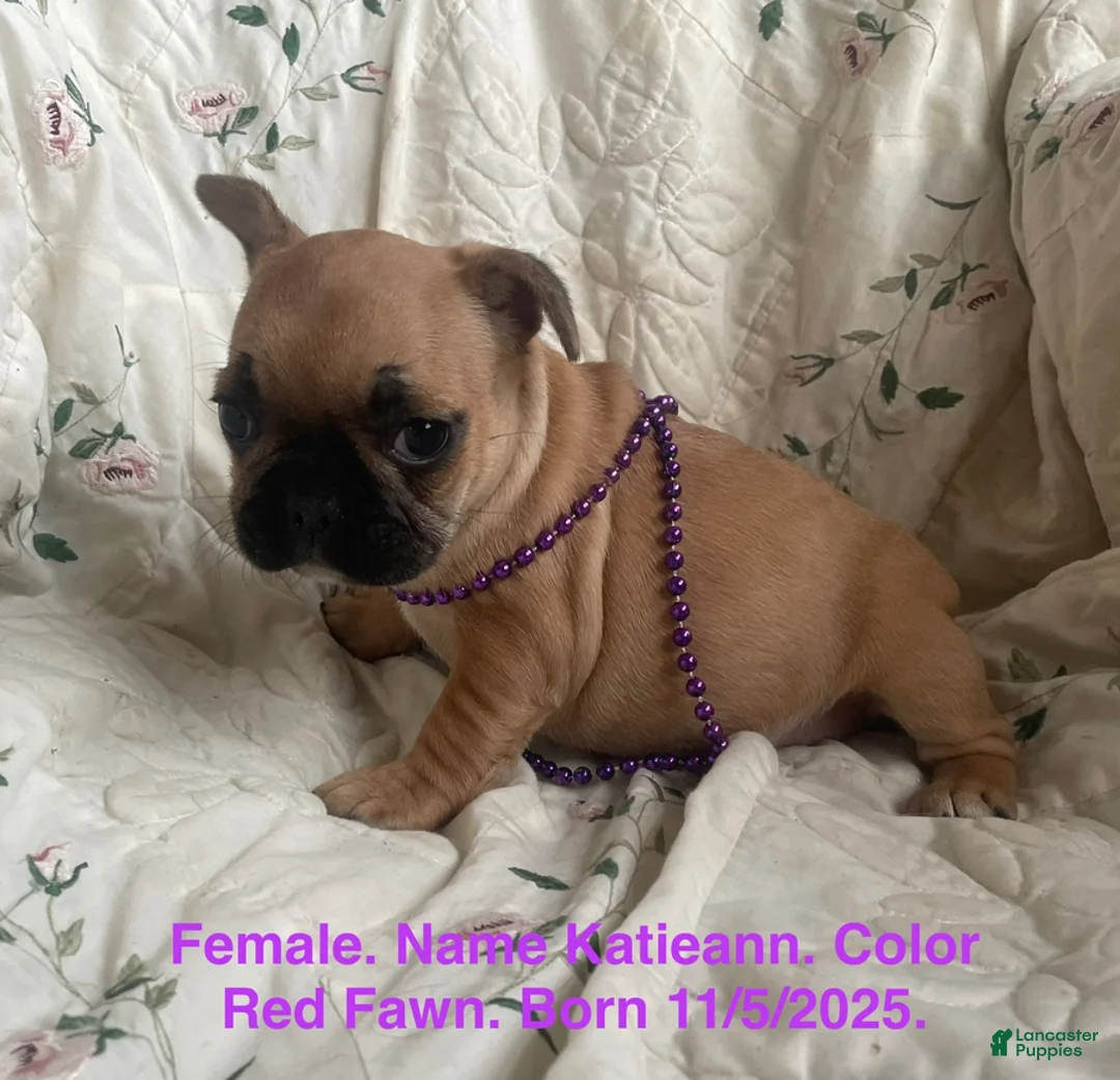 French Bulldog dogs for sale: Katieann - Ad 1