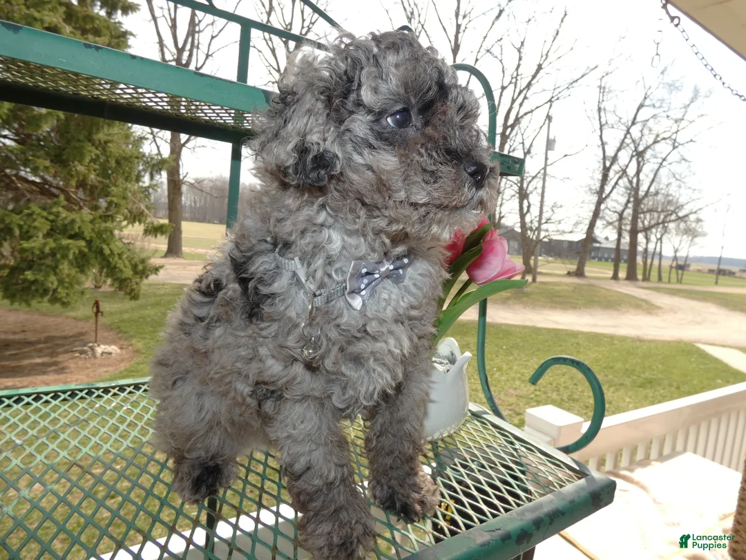 Toy Poodle dogs for sale: Toy Poodle Puppy 1 Sparky - Ad 2