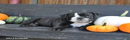 English Bulldog dogs for sale: Joyce - Ad 1