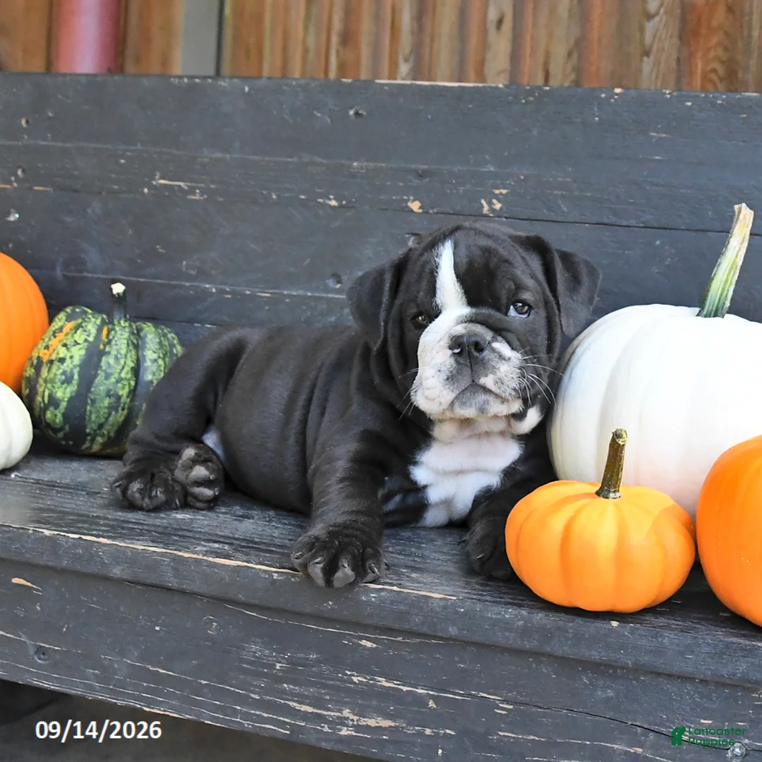 English Bulldog dogs for sale: Joyce - Ad 1