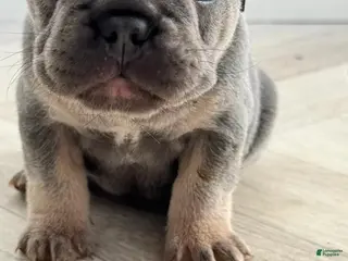 French Bulldog dogs Stella - Ad 23