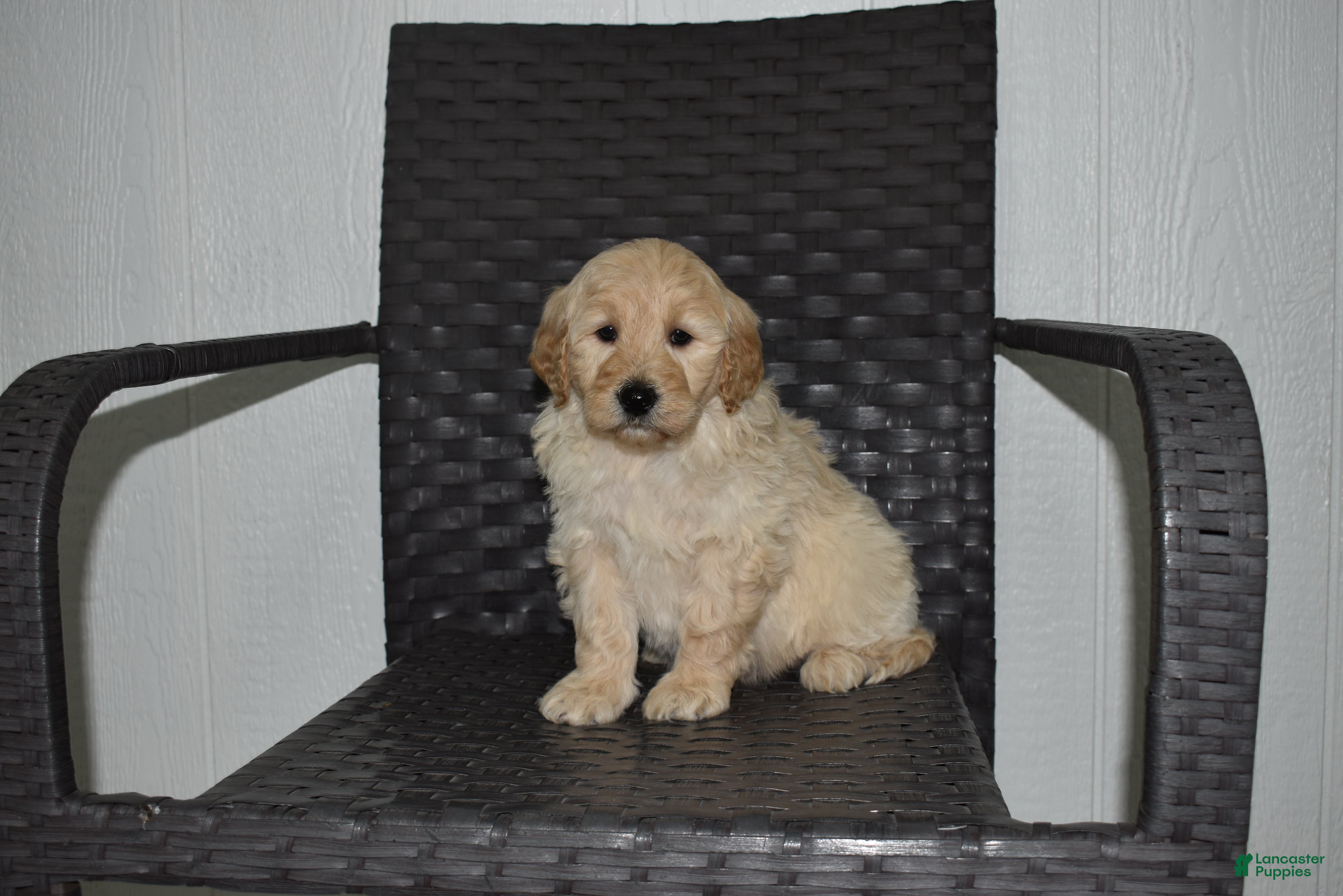 Goldendoodle dogs Jasper  - Ad 29