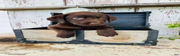 Labrador Retriever dogs for sale: Sally  - Ad 5