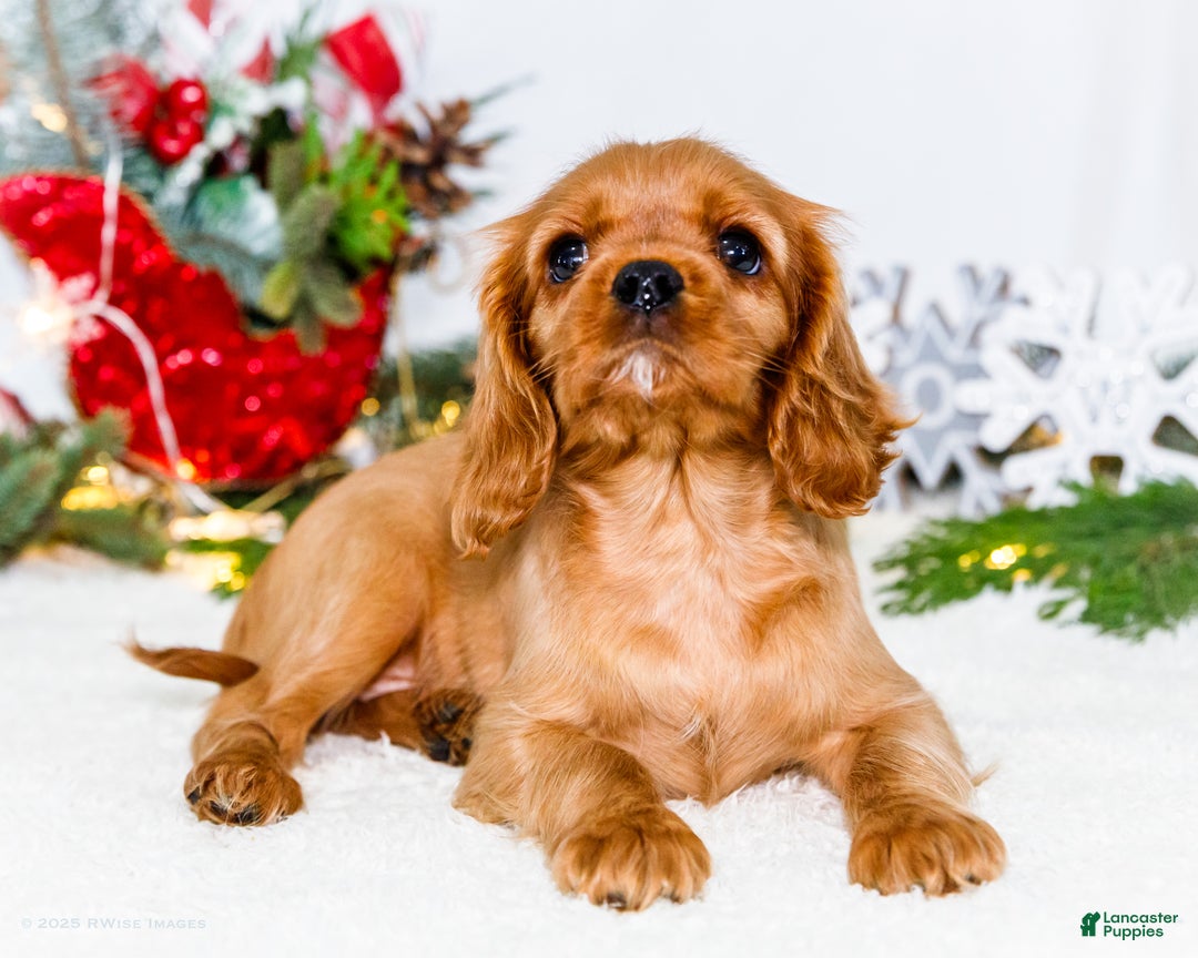 Cavalier King Charles Spaniel dogs for sale: Belle - Ad 10