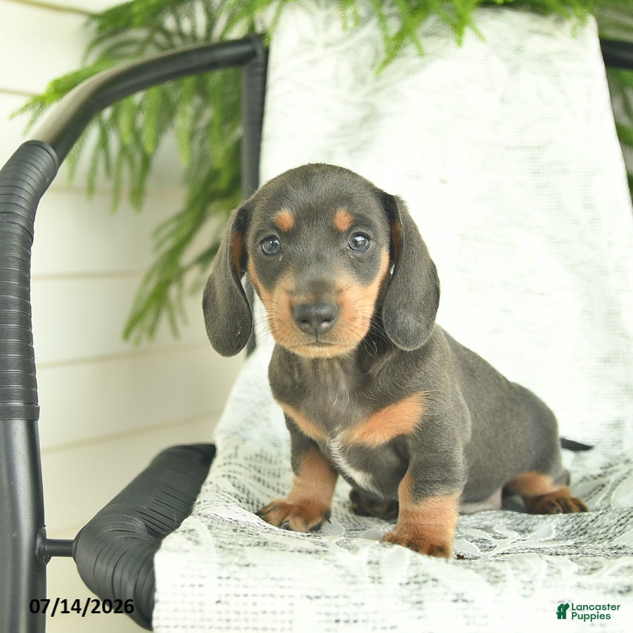 Miniature Dachshund dogs Gem  - Ad 1