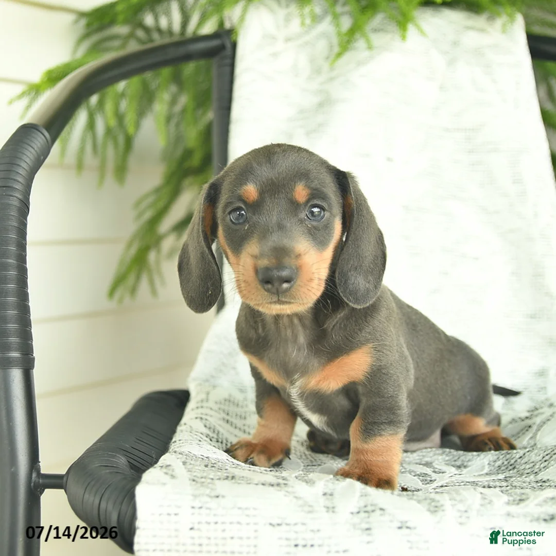 Miniature Dachshund dogs for sale: Gem  - Ad 1