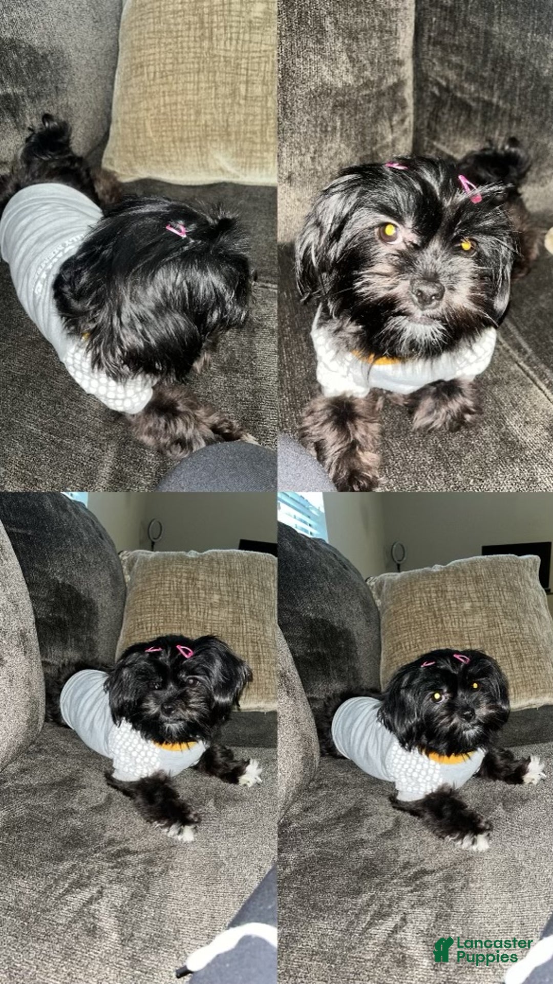 Malshi dogs for sale: Malshi Puppy 1 - Ad 5