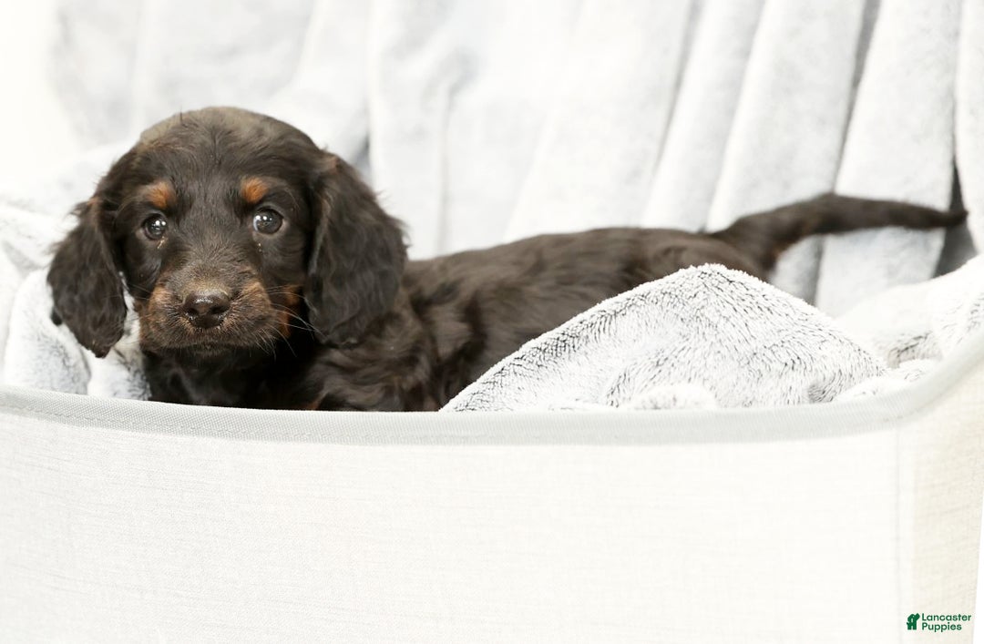 Miniature Dachshund dogs for sale: Bear - Ad 8