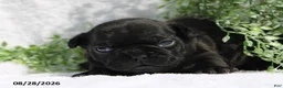 French Bulldog dogs for sale: Davina - Ad 6