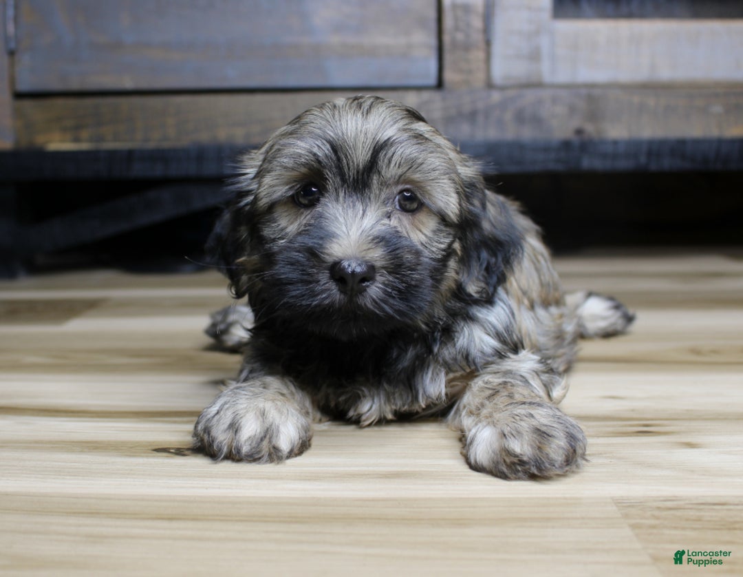 Havanese dogs for sale: Gi Gi - Ad 5