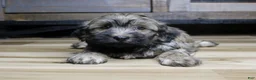 Havanese dogs for sale: Gi Gi - Ad 5