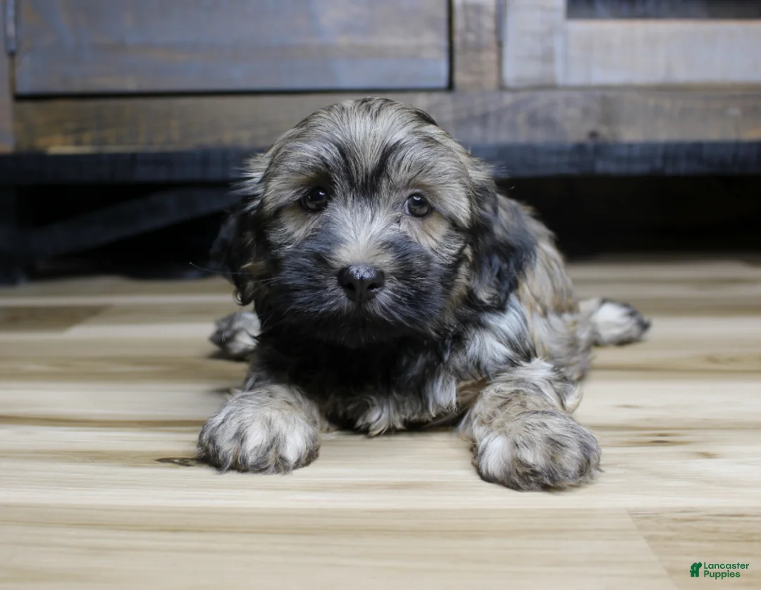 Havanese dogs for sale: Gi Gi - Ad 5