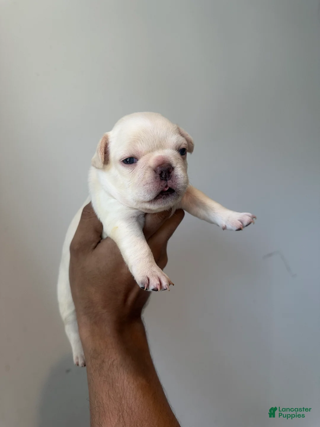 French Bulldog dogs for sale: French Bulldog Puppy 1 - Ad 1
