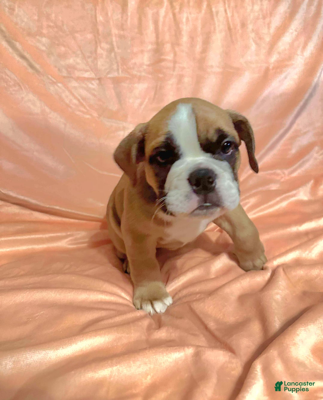 English Bulldog dogs for sale: English Bulldog Luna - Ad 3