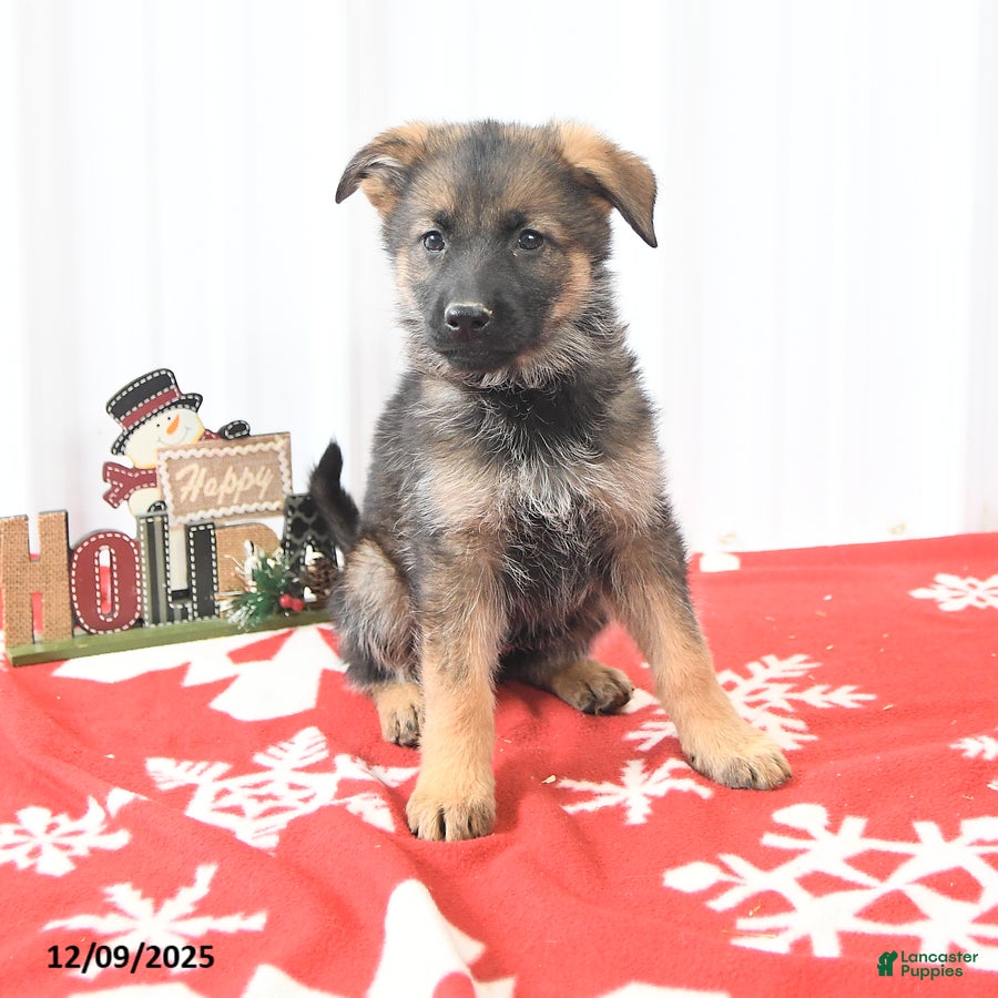German Shepherd dogs Lassie - Ad 29
