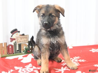 German Shepherd dogs Lassie - Ad 16