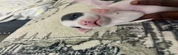 American Bully dogs for sale: American Bully 1 - Ad 2