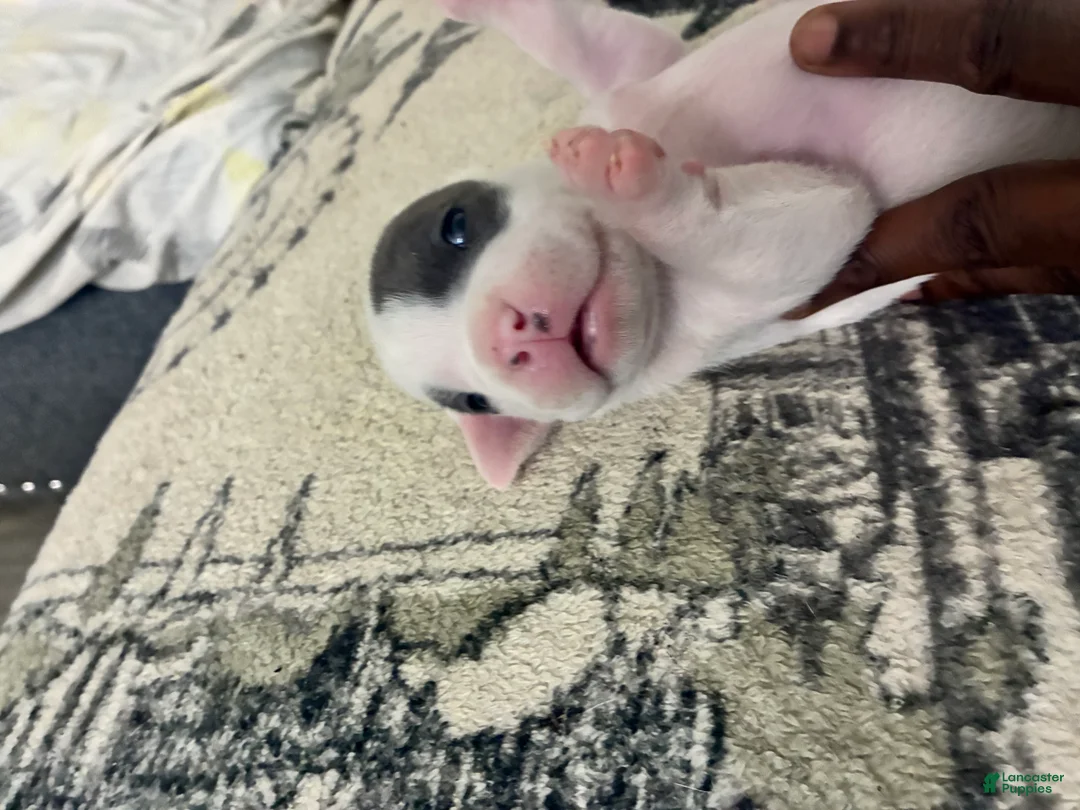 American Bully dogs for sale: American Bully 1 - Ad 2