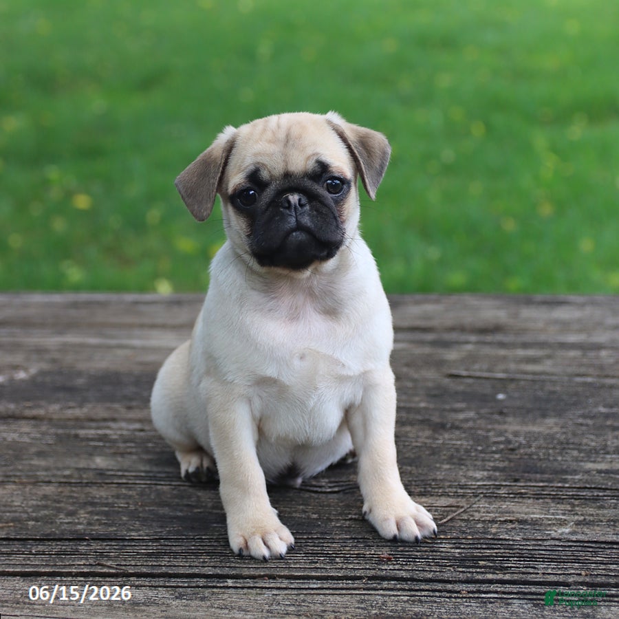Pug dogs Lucky - Ad 1