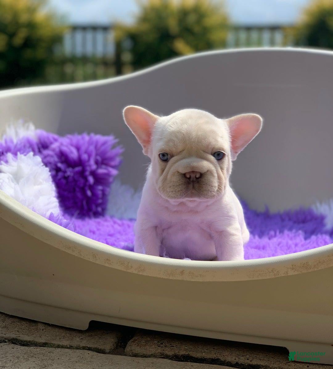 French Bulldog dogs Tania - Ad 15