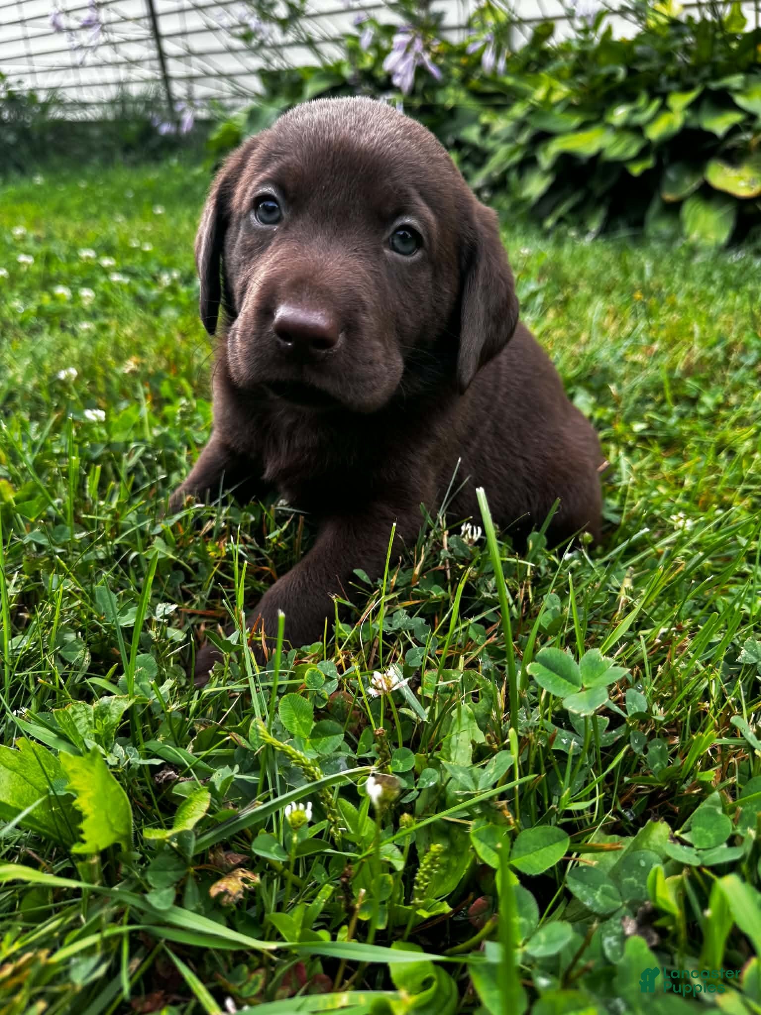 Labrador Retriever dogs Briar - Ad 6