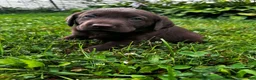 Labrador Retriever dogs for sale: Briar - Ad 1