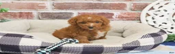 Cavapoo dogs for sale: Strudel - Ad 6